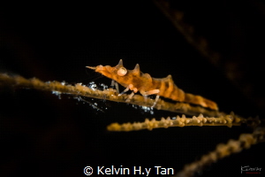 Dragon shrimp by Kelvin H.y Tan 